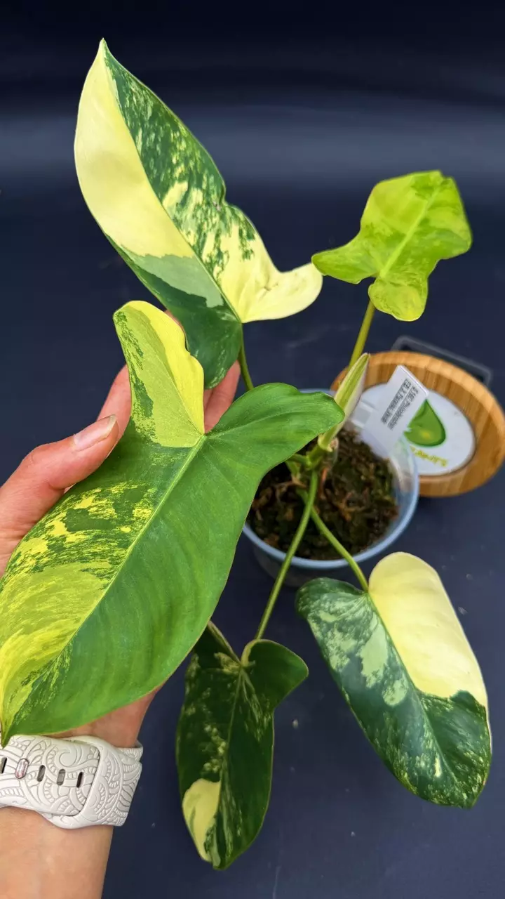 Philodendron FB X Paraiso Verde thumbnail