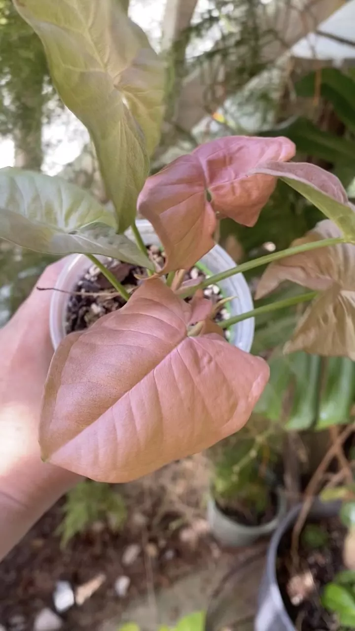 Neon Robusta Syngonium thumbnail