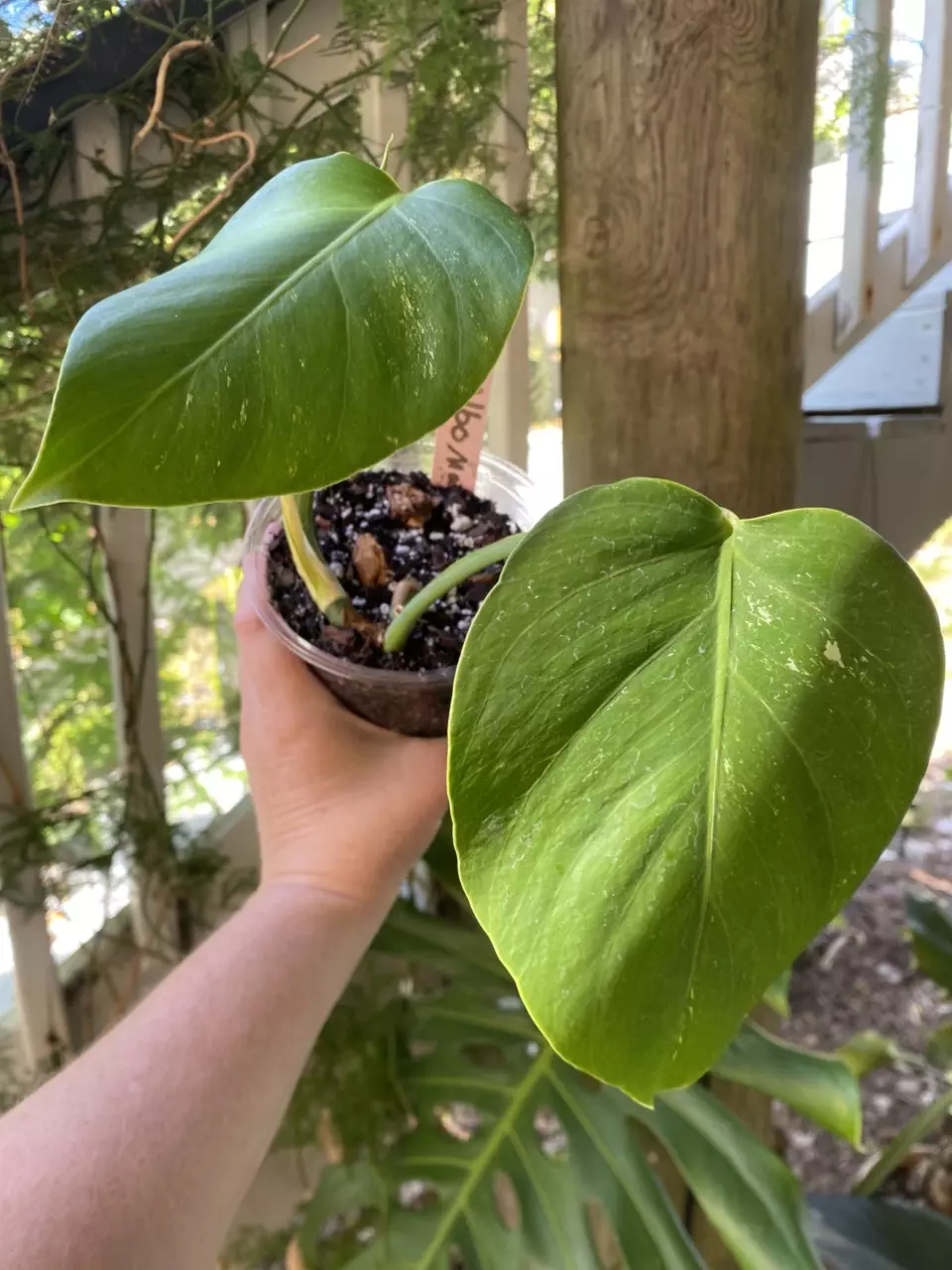 Monstera Albo thumbnail