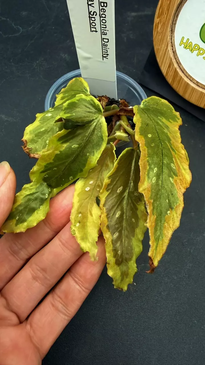 Begonia Dainty Spray Sport thumbnail