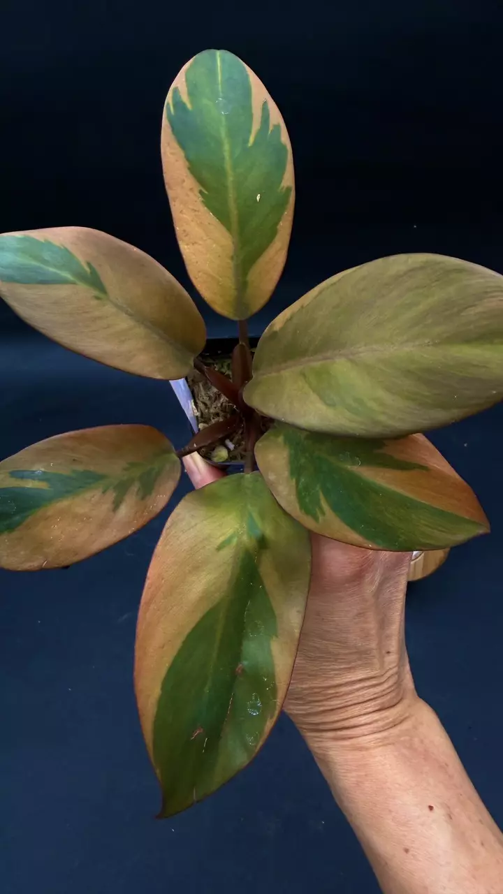 Philodendron Black Cardinal Variegated thumbnail