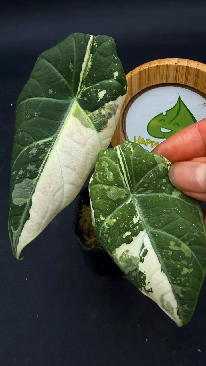 Alocasia Maharani Albo thumbnail