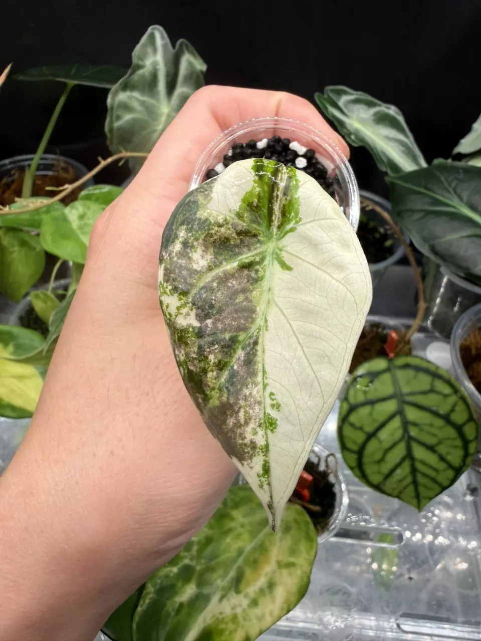 Alocasia Regal Shield Albo/Mint Pup (High Var) #1 thumbnail