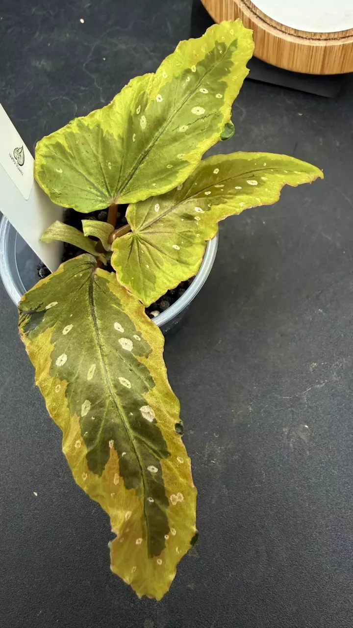 Begonia Dainty Spray Sport thumbnail