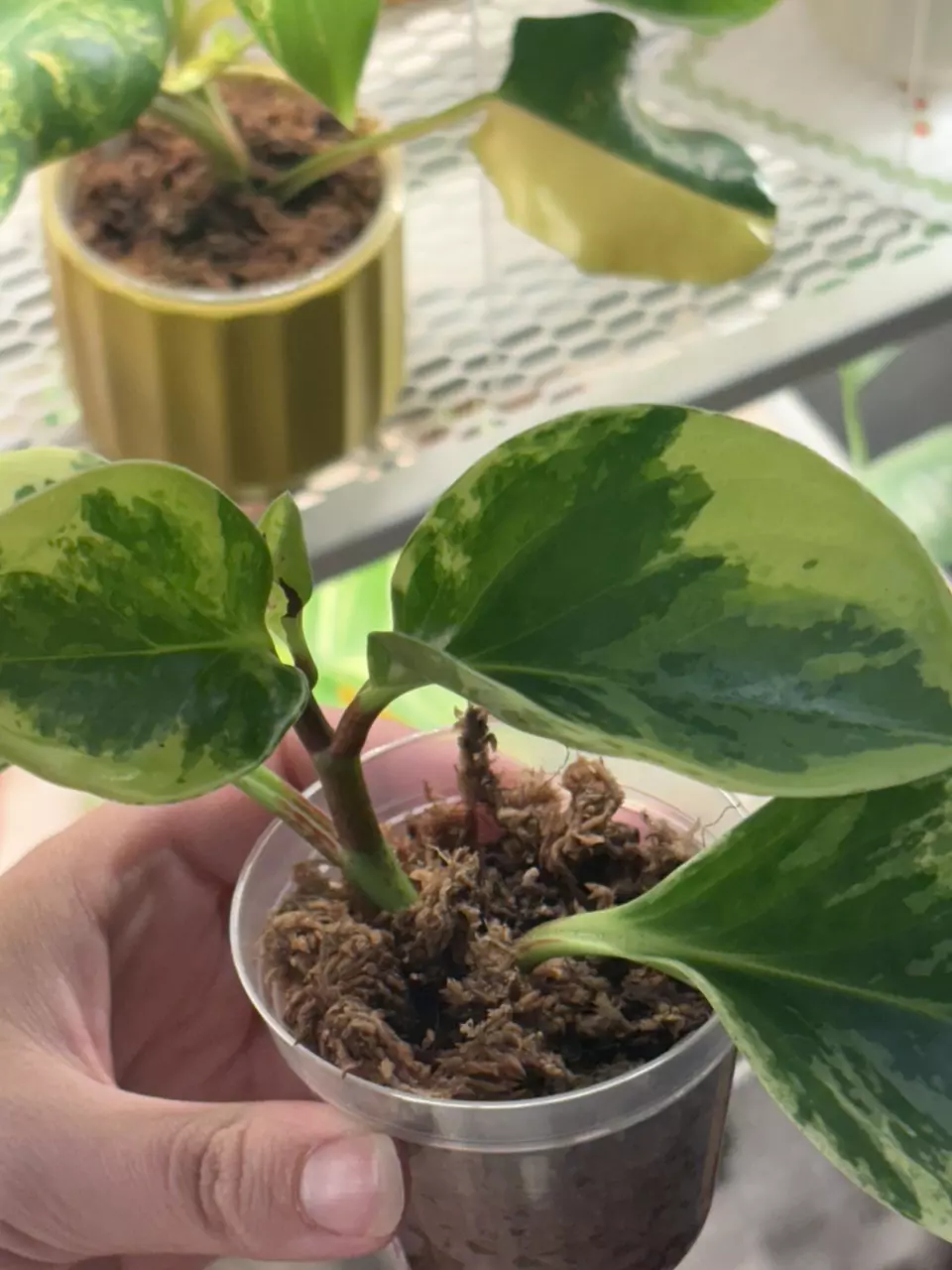 peperomia marble thumbnail
