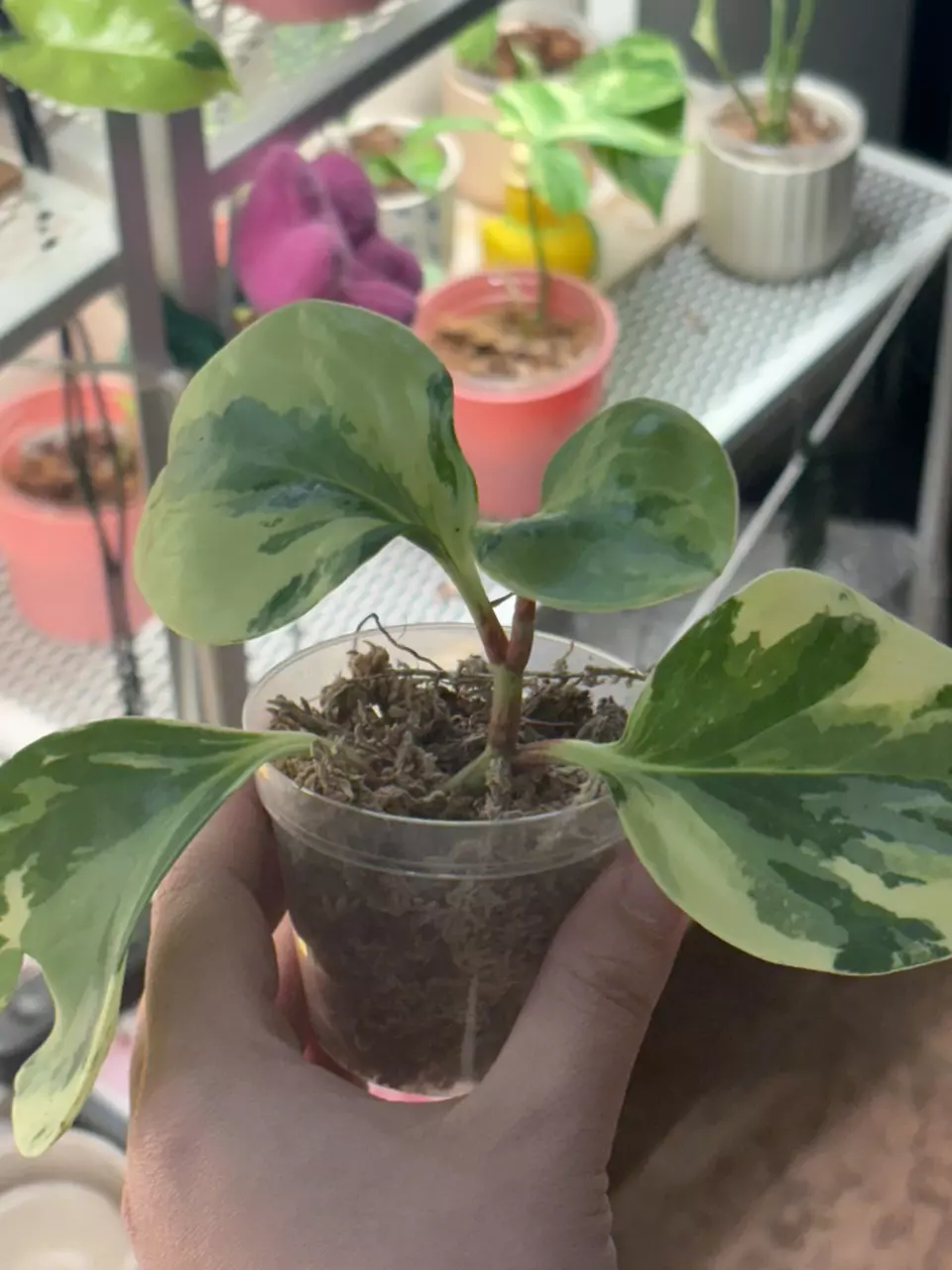 peperomia marble thumbnail