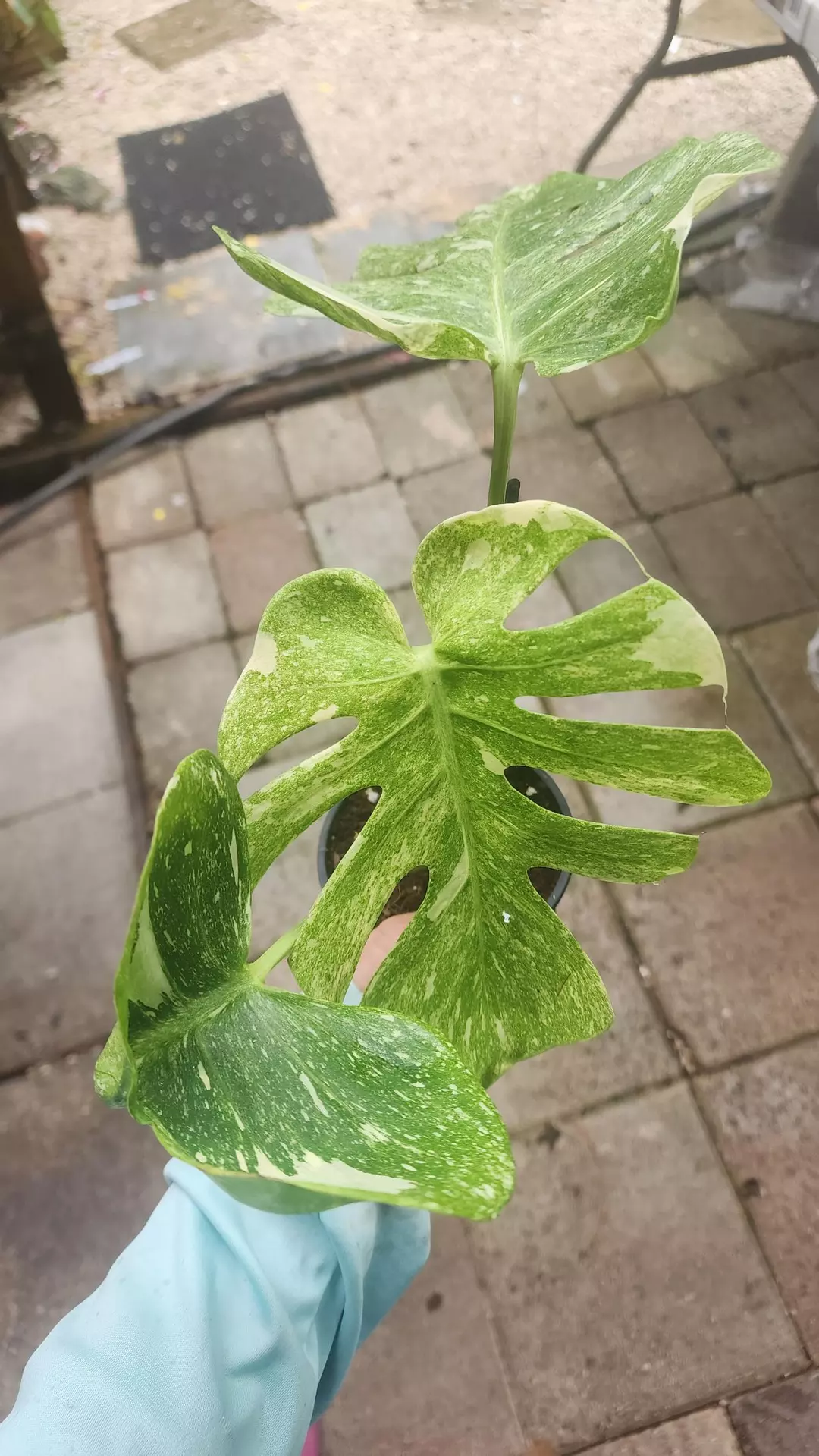 Monstera Green Snow thumbnail