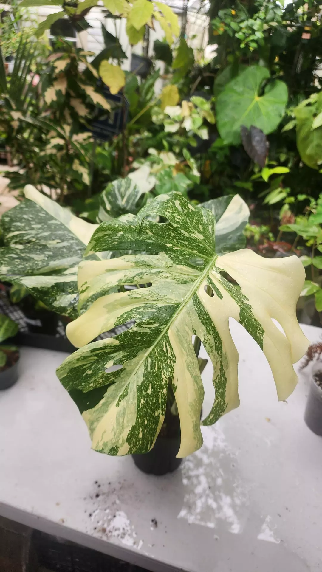 Monstera Creme Brulee thumbnail