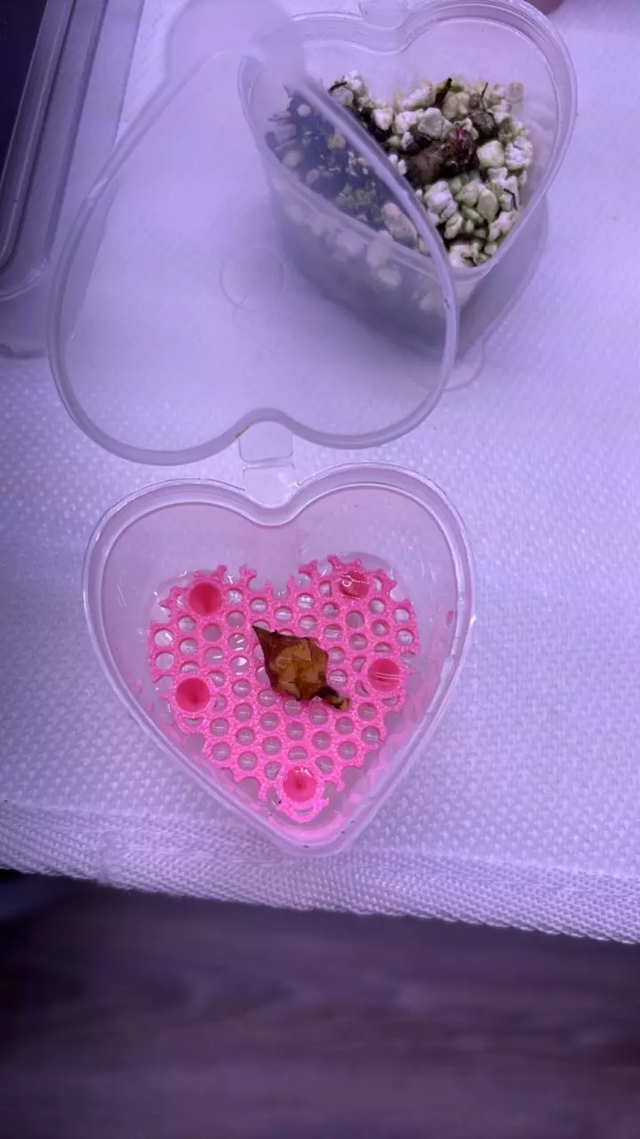 Pink Nobilis Corm thumbnail
