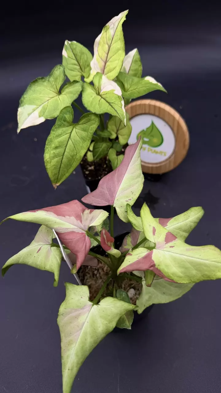 Syngonium Bundle thumbnail
