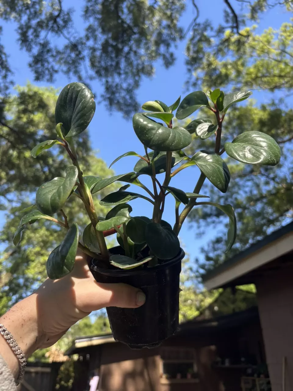 Reptile safe plant - Peperomia thumbnail