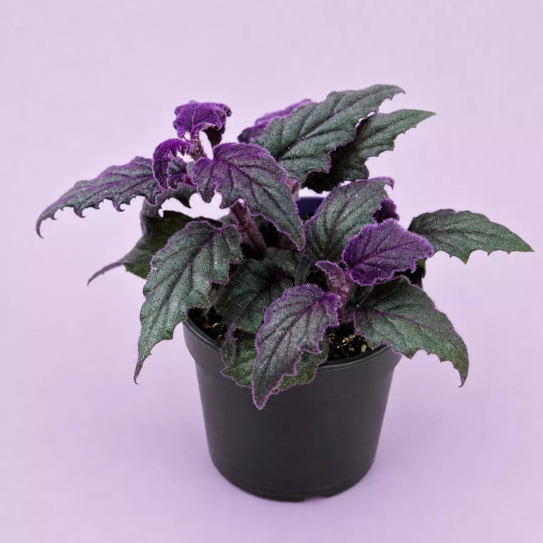 Purple Passion Gynura Aurantiaca 4
inch pot thumbnail