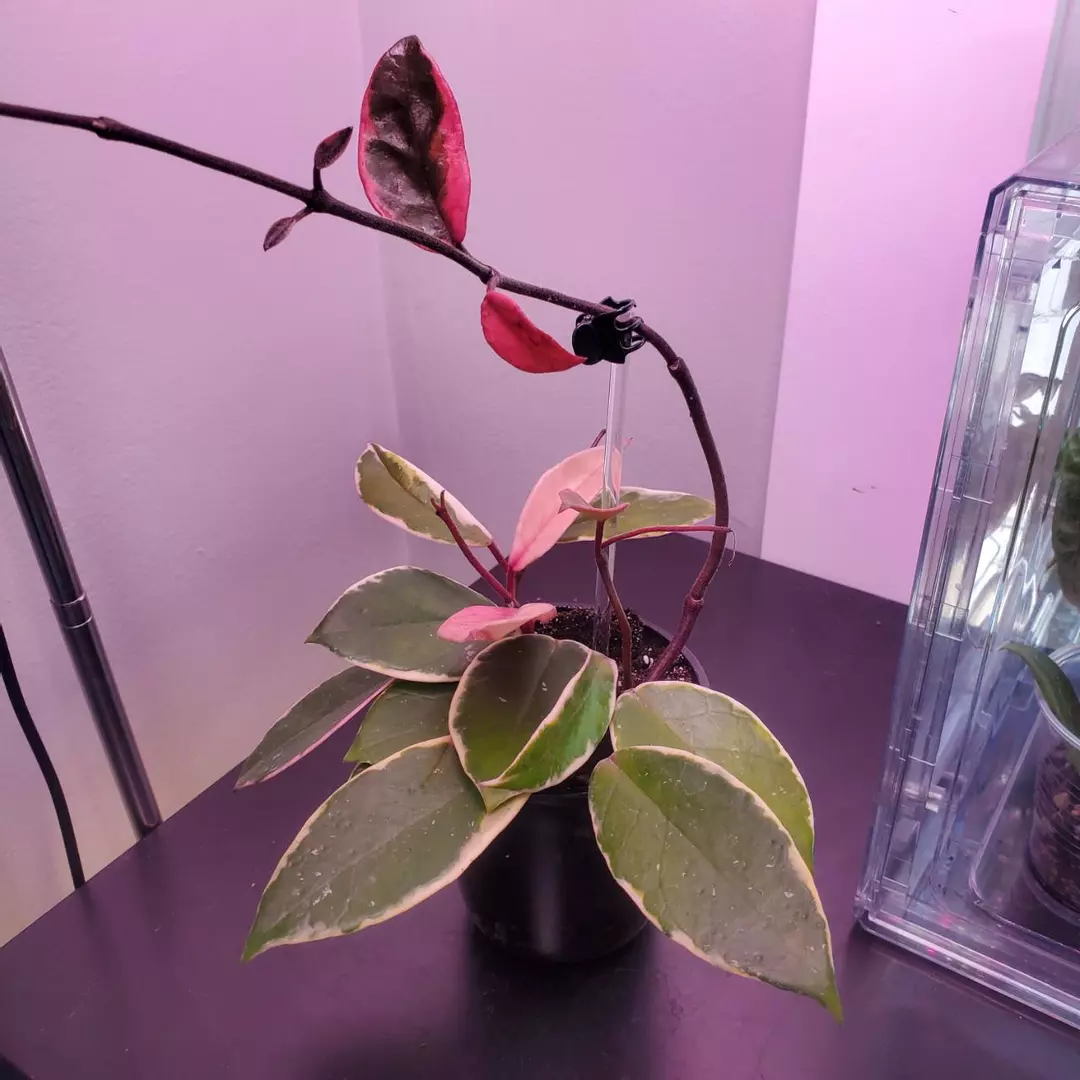 Hoya Carnosa Flamingo Dreams Purple Pride Tropical Vining Houseplant 3" thumbnail