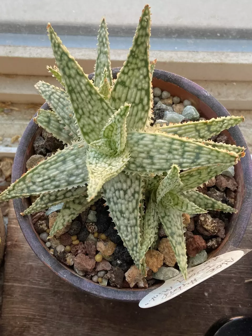 Aloe  Hybrid Ivory Mint thumbnail