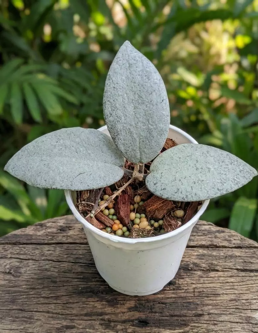 Hoya Caudata argen thumbnail