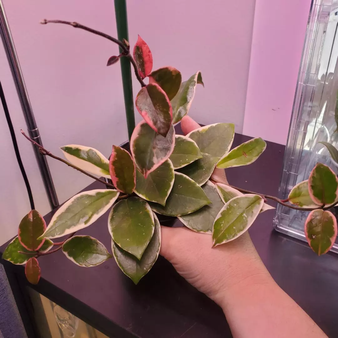 Hoya Carnosa Flamingo Dreams Purple Pride Tropical Vining Houseplant 3" thumbnail