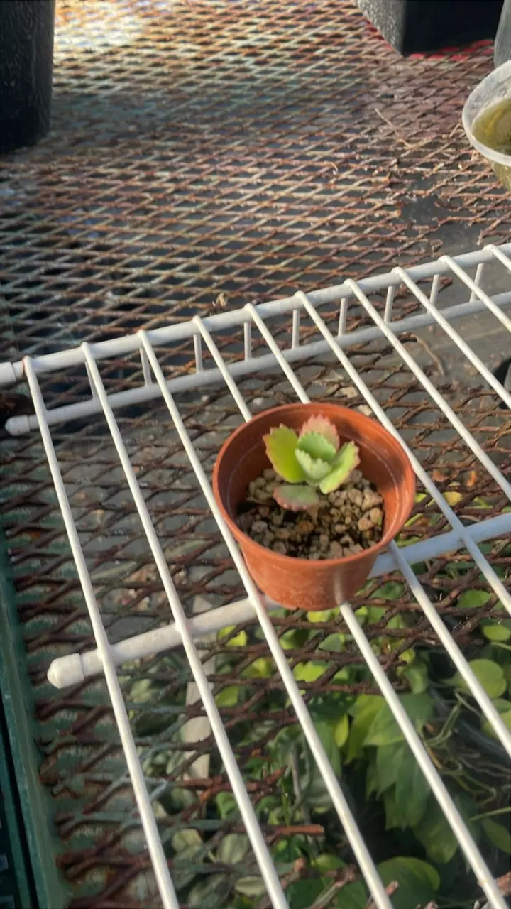 BOGO Starter Mother of Thousands (Kalanchoe) thumbnail