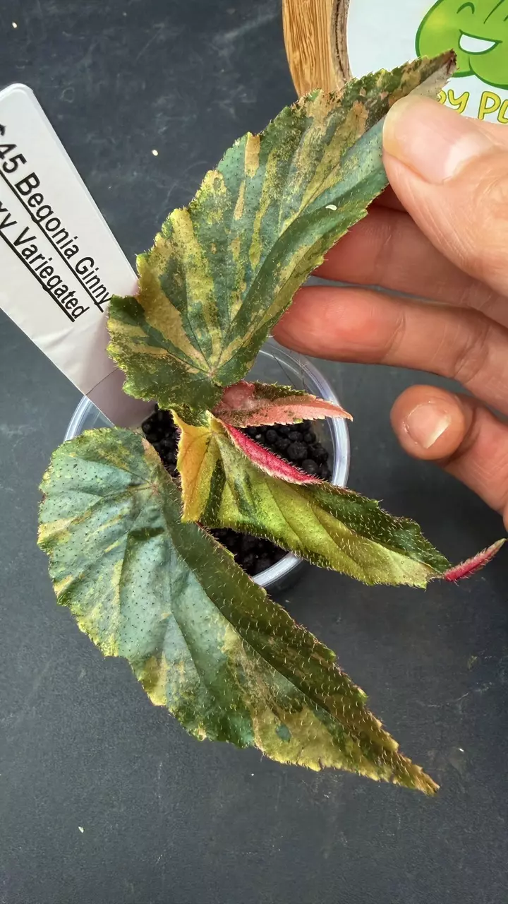 Begonia Ginny Galaxy Variegated thumbnail