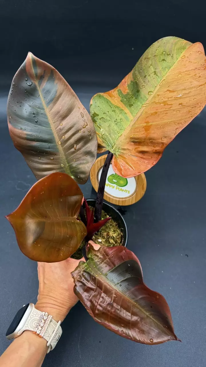 Philodendron Black Cardinal Variegated thumbnail