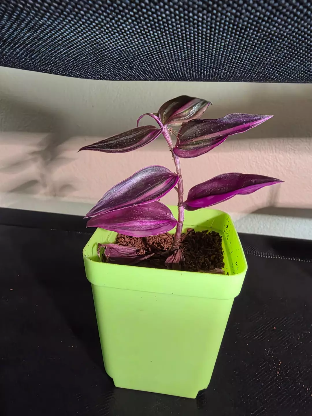 Tradescantia Pink Paradise thumbnail