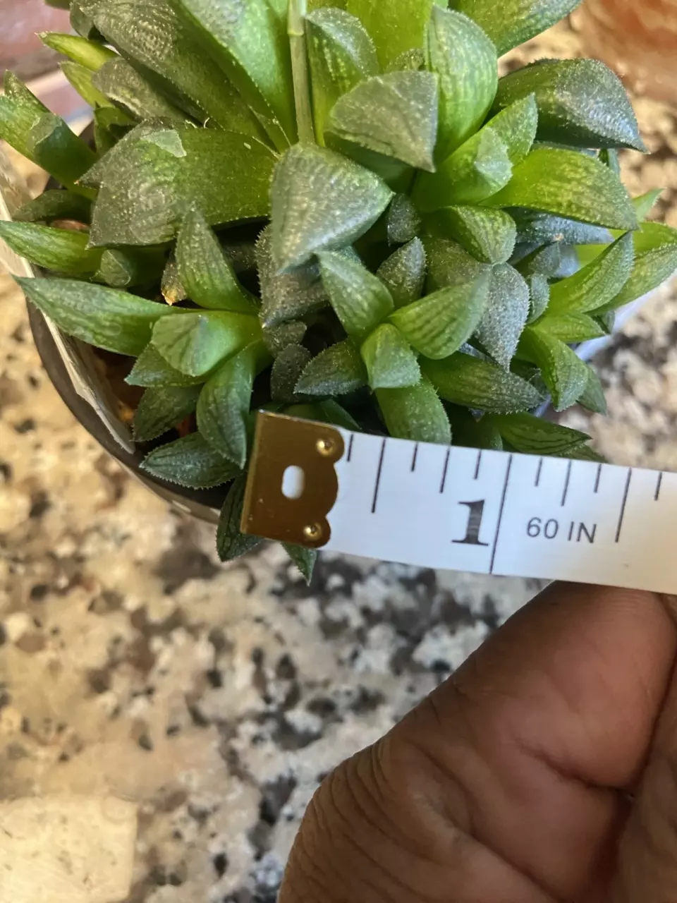 H. Hybrid Sugar Plum 1-1.5” Pup (1) thumbnail