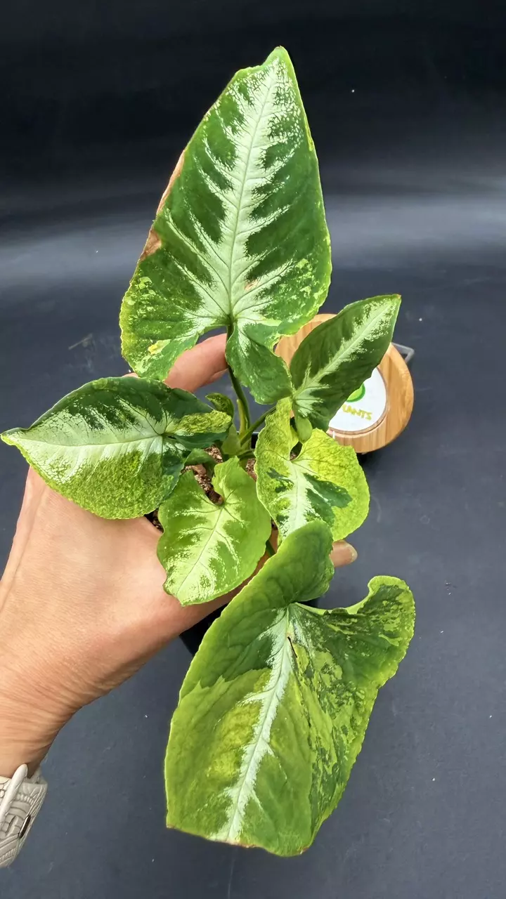 Syngonium Scrambled Eggs thumbnail