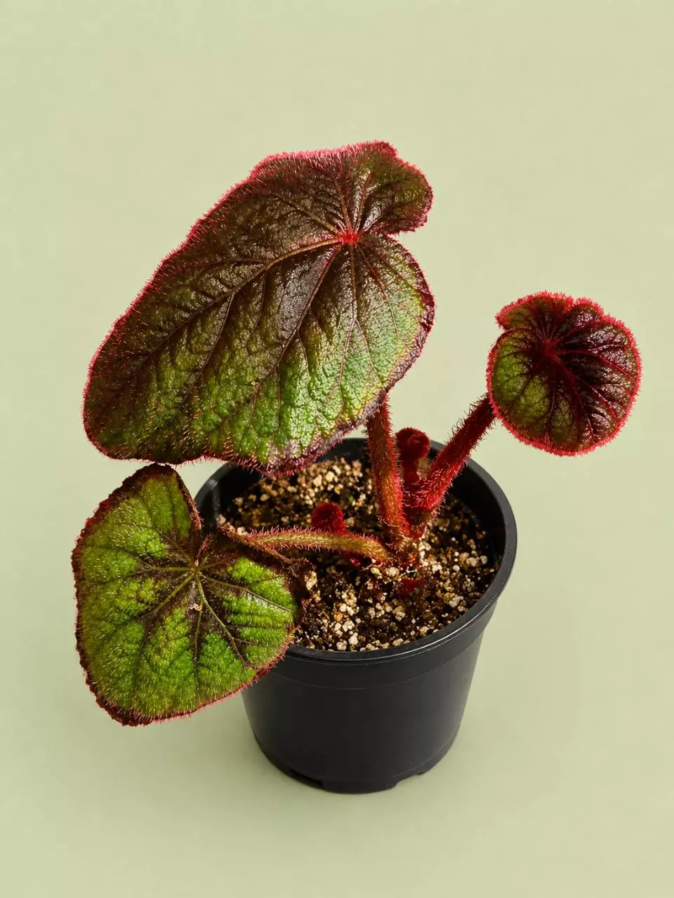 Begonia Fire flush 4 inch thumbnail