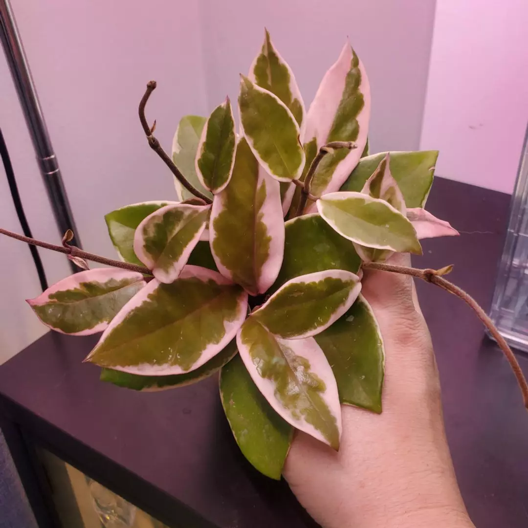Hoya Carnosa Flamingo Dreams Purple Pride Tropical Vining Houseplant 3" thumbnail