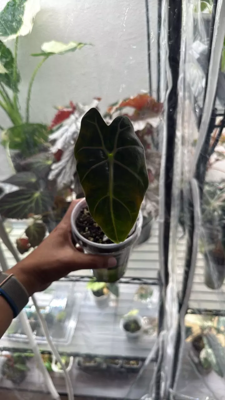 Alocasia Black Satun Pink Bone Corming thumbnail