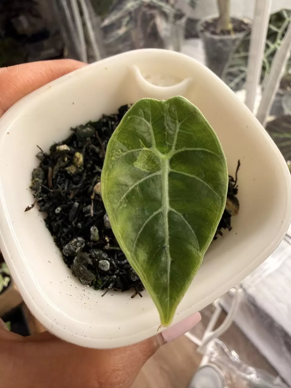 Alocasia Watsoniana Variegated from corm thumbnail