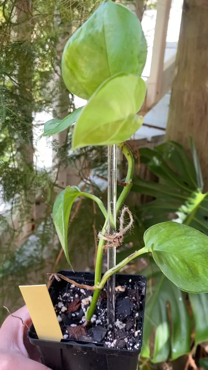 Lemon Top Pothos thumbnail
