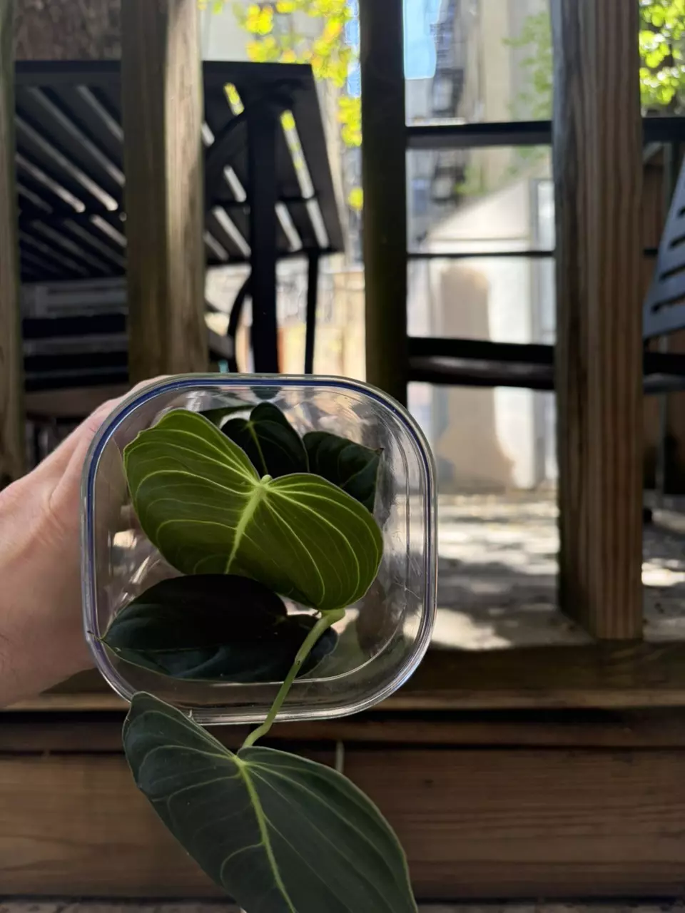 Philodendron melanochrysum thumbnail