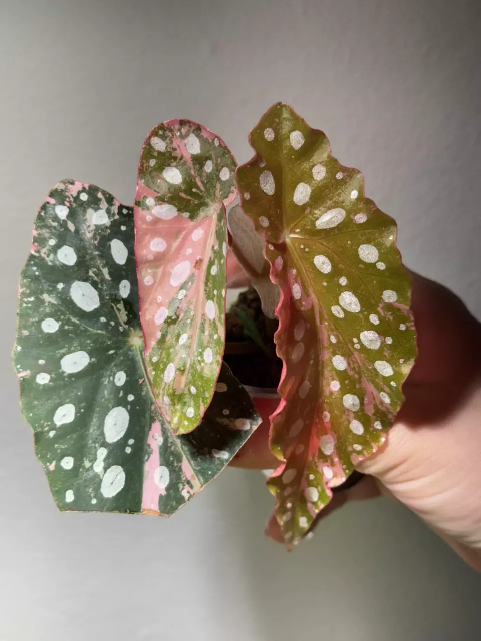 begonia maculata pink thumbnail
