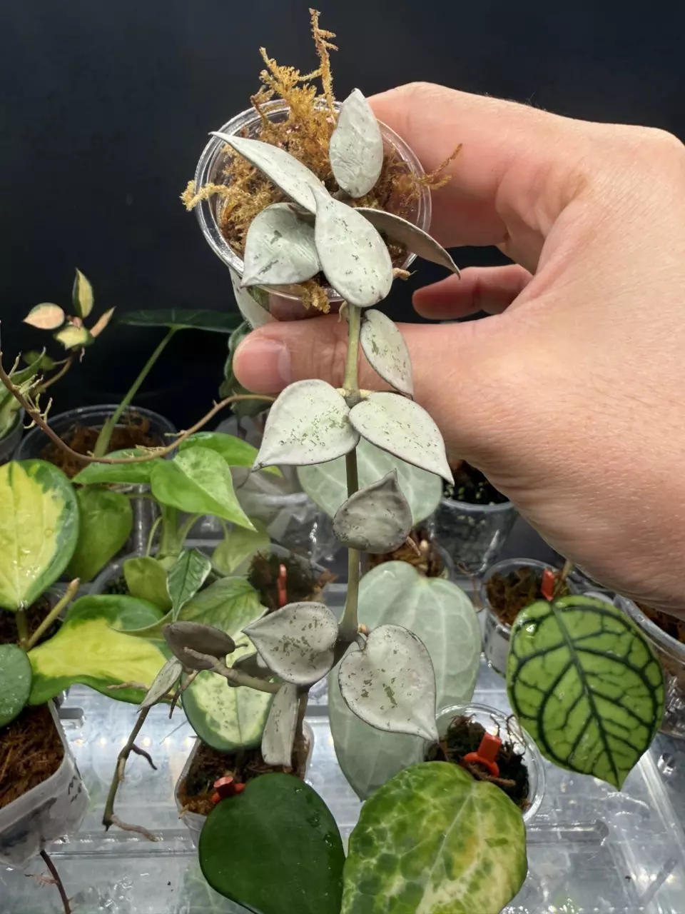 Hoya Krohniana Super Silver #1 thumbnail