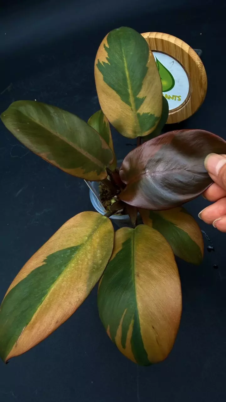 Philodendron Black Cardinal Variegated thumbnail