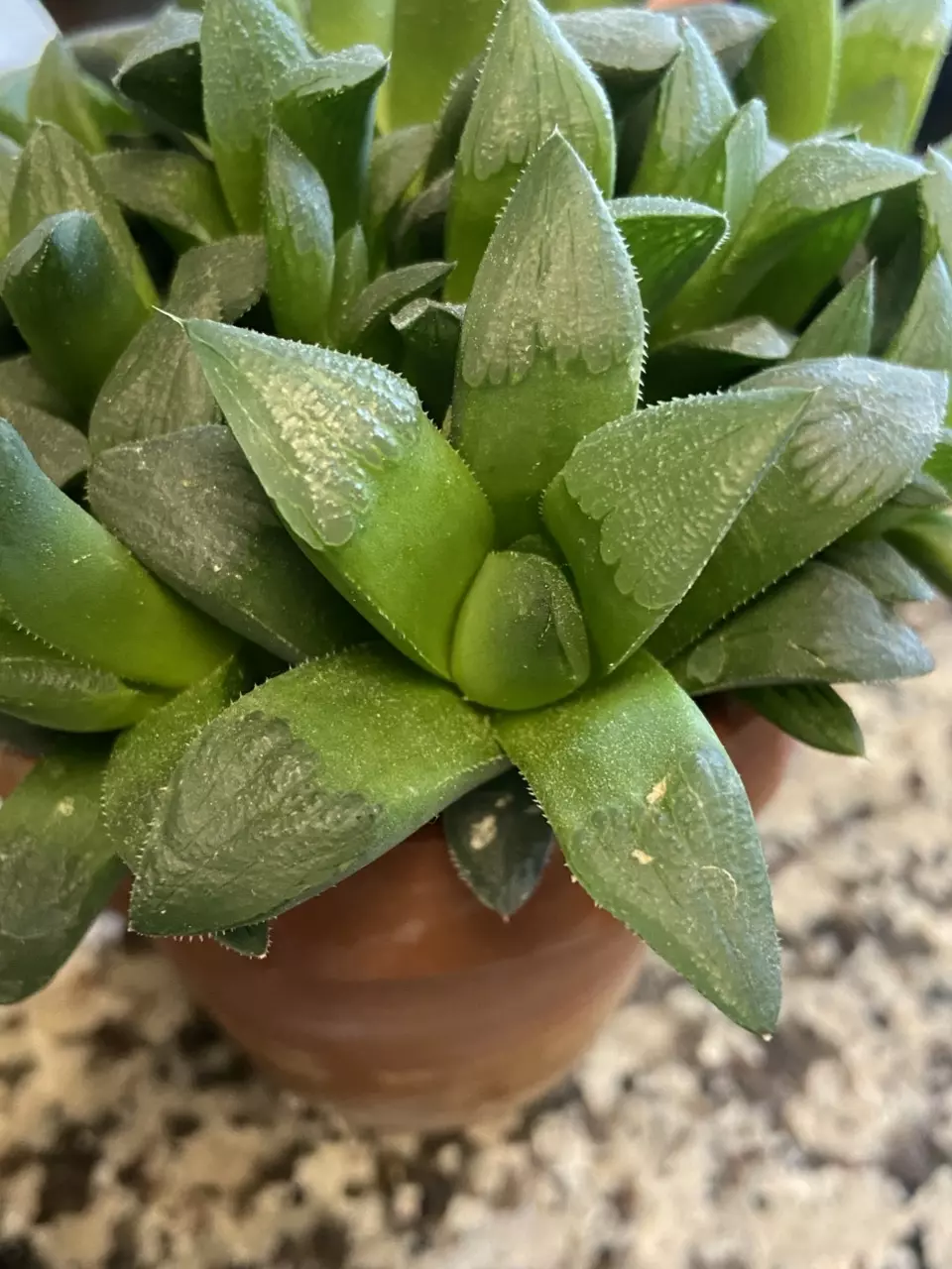 H. Hybrid Korigato Pup 1-1.5” thumbnail