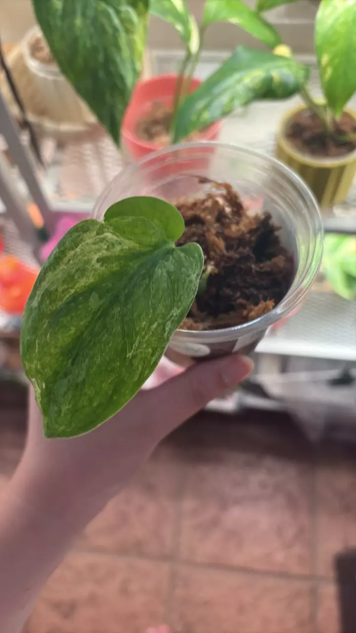 jade satin variegated scindapsus thumbnail