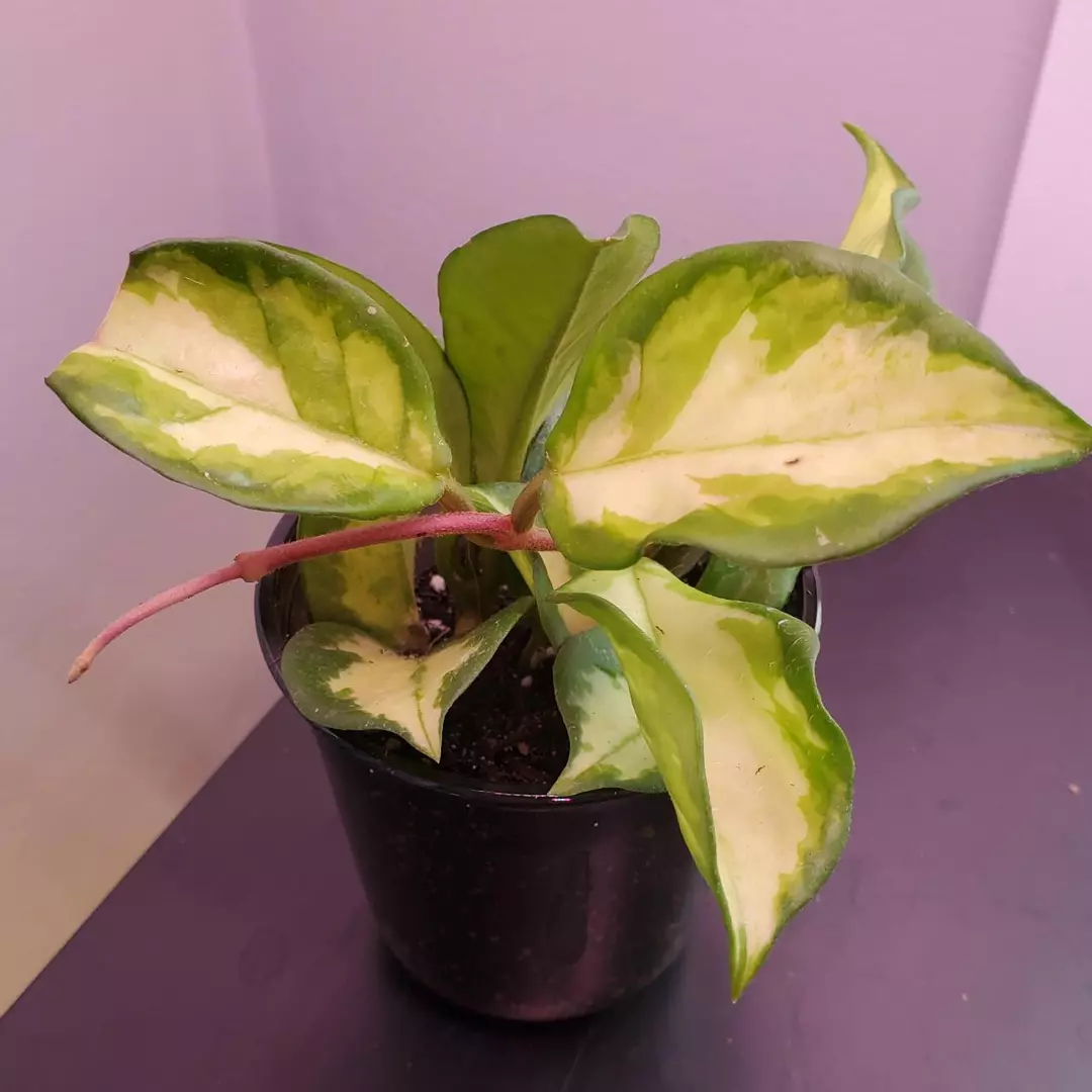 Hoya Krimson Princess Tropical Vining Houseplant thumbnail