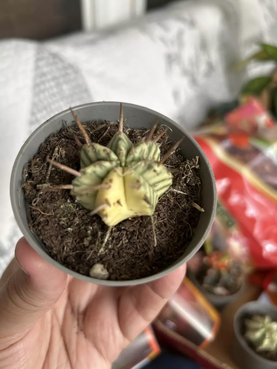 Variegated Meloformis Cactus thumbnail