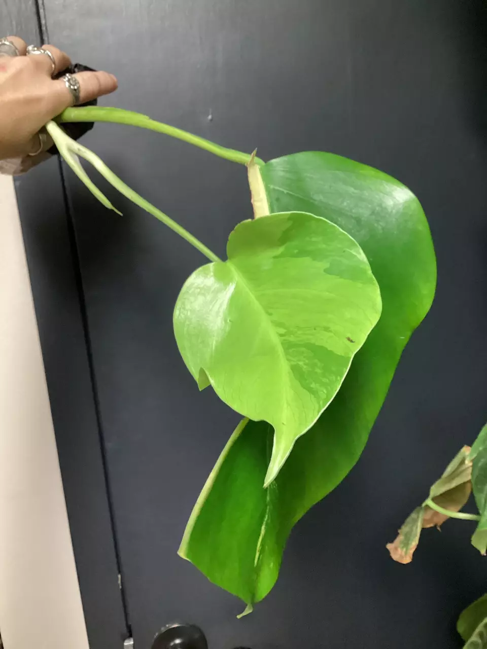 Monstera aurea tricolor cutting rooted thumbnail