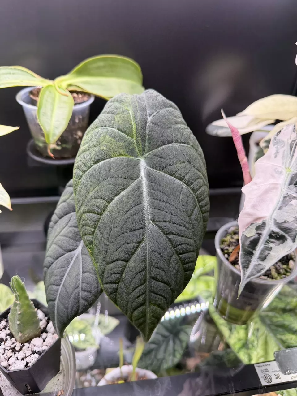 Lemon lime aurea maharani corms thumbnail