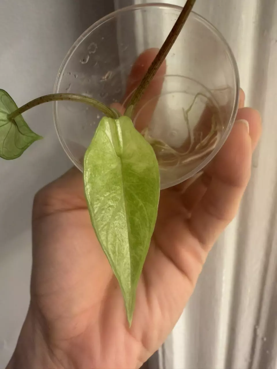 Alocasia scalprum mint from corm thumbnail