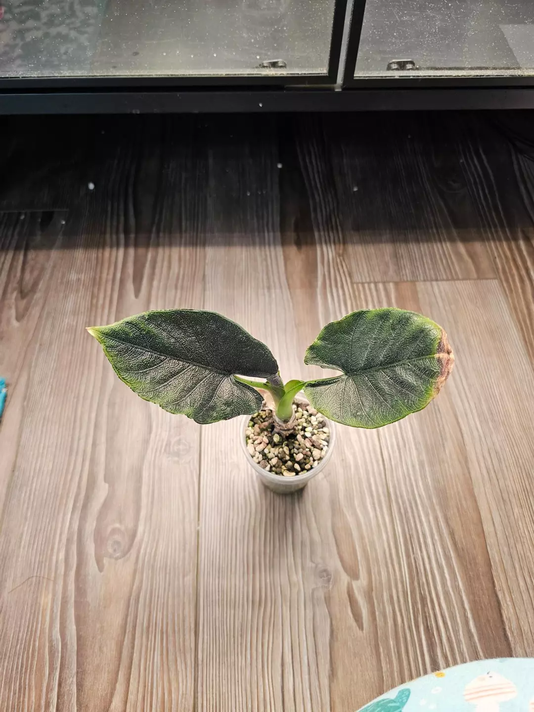 Alocasia Antoro Velvet Revert thumbnail