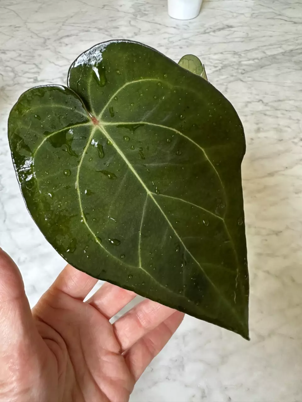 1110 - Anthurium Carla Ra#3 x ‘Ace of Spades’ thumbnail
