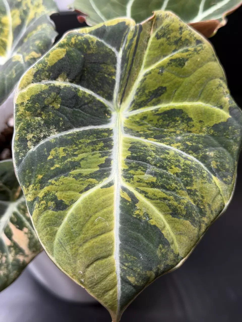 Rose gold black velvet alocasia CORMS thumbnail