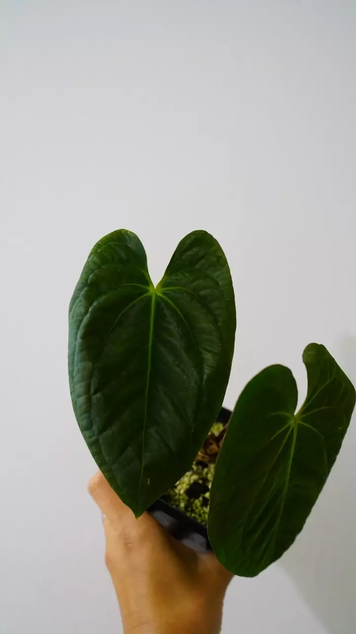 Anthurium Dark Phoenix cutting thumbnail
