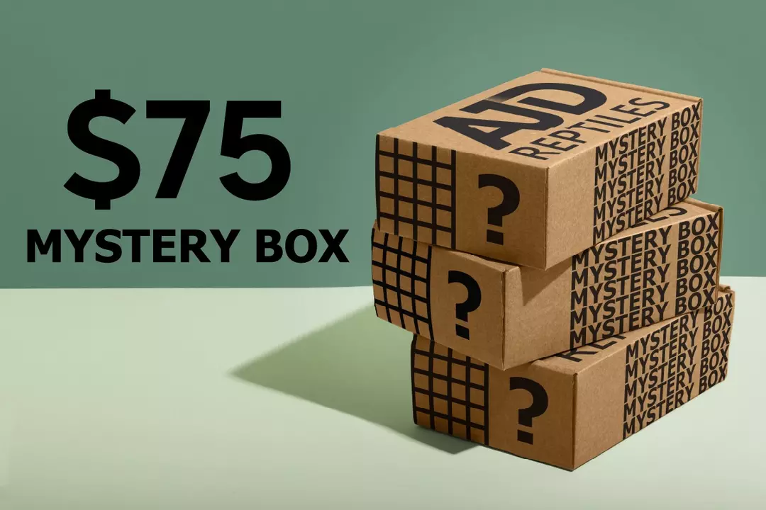 $75 tier crested gecko  mystery box! (See description) thumbnail