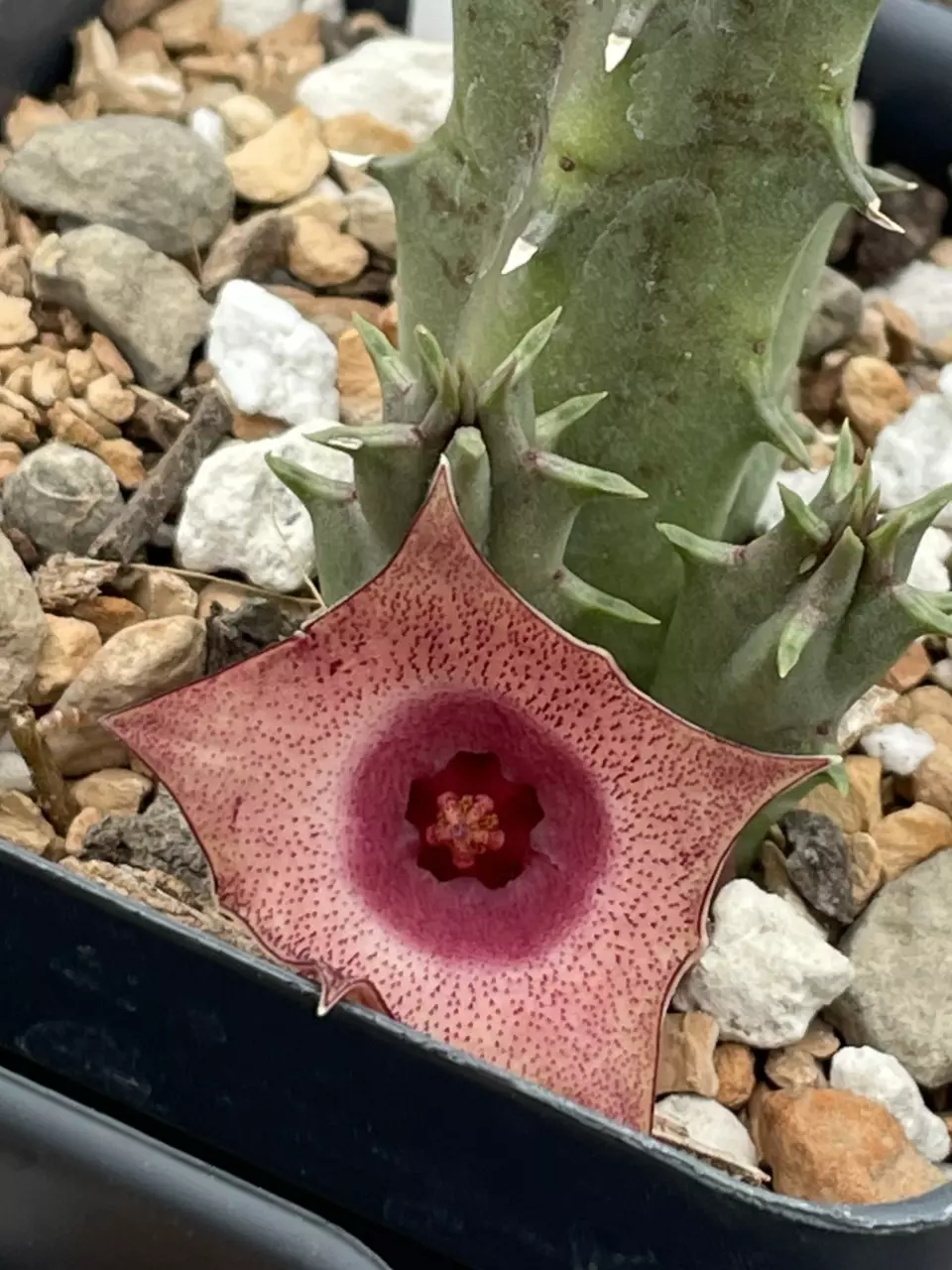 Huernia “Fallen Angel,” Asclepiad thumbnail