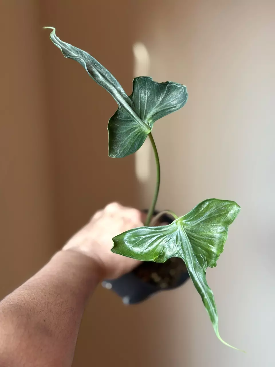 Alocasia Teletubbies Mutation thumbnail