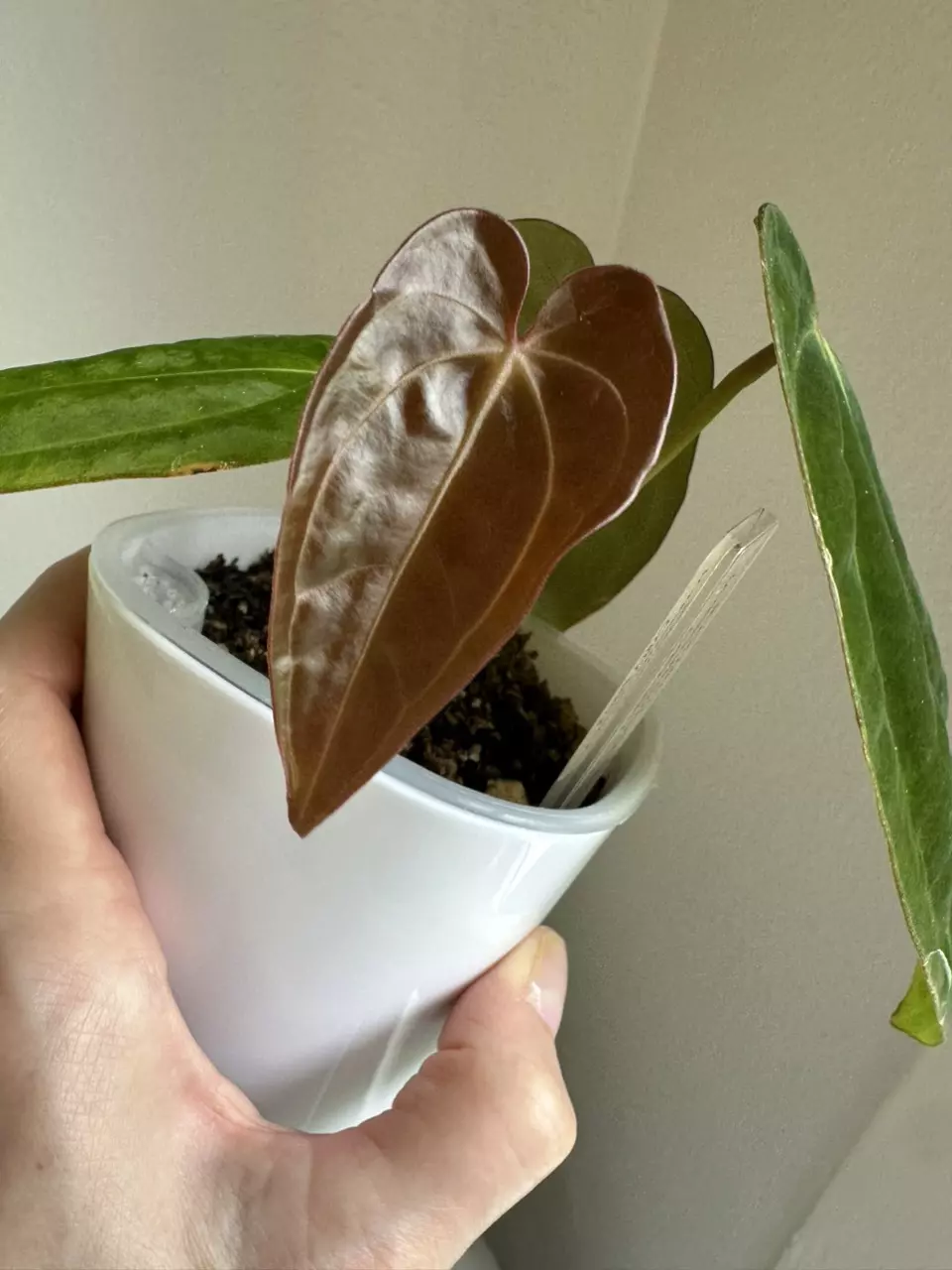 1111 - Anthurium Carla Zero x (Variegated crystal x Black Velvet) thumbnail